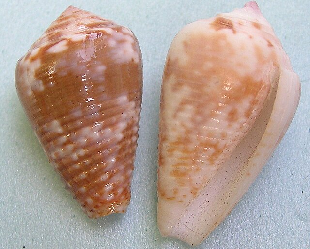 Conus catus